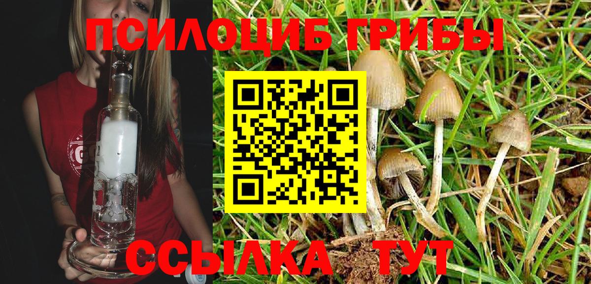 Галлюциногенные грибы Psilocybe Юрга